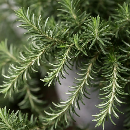 Kräuter Detailbild vom winterharten, hängenden Rosmarin