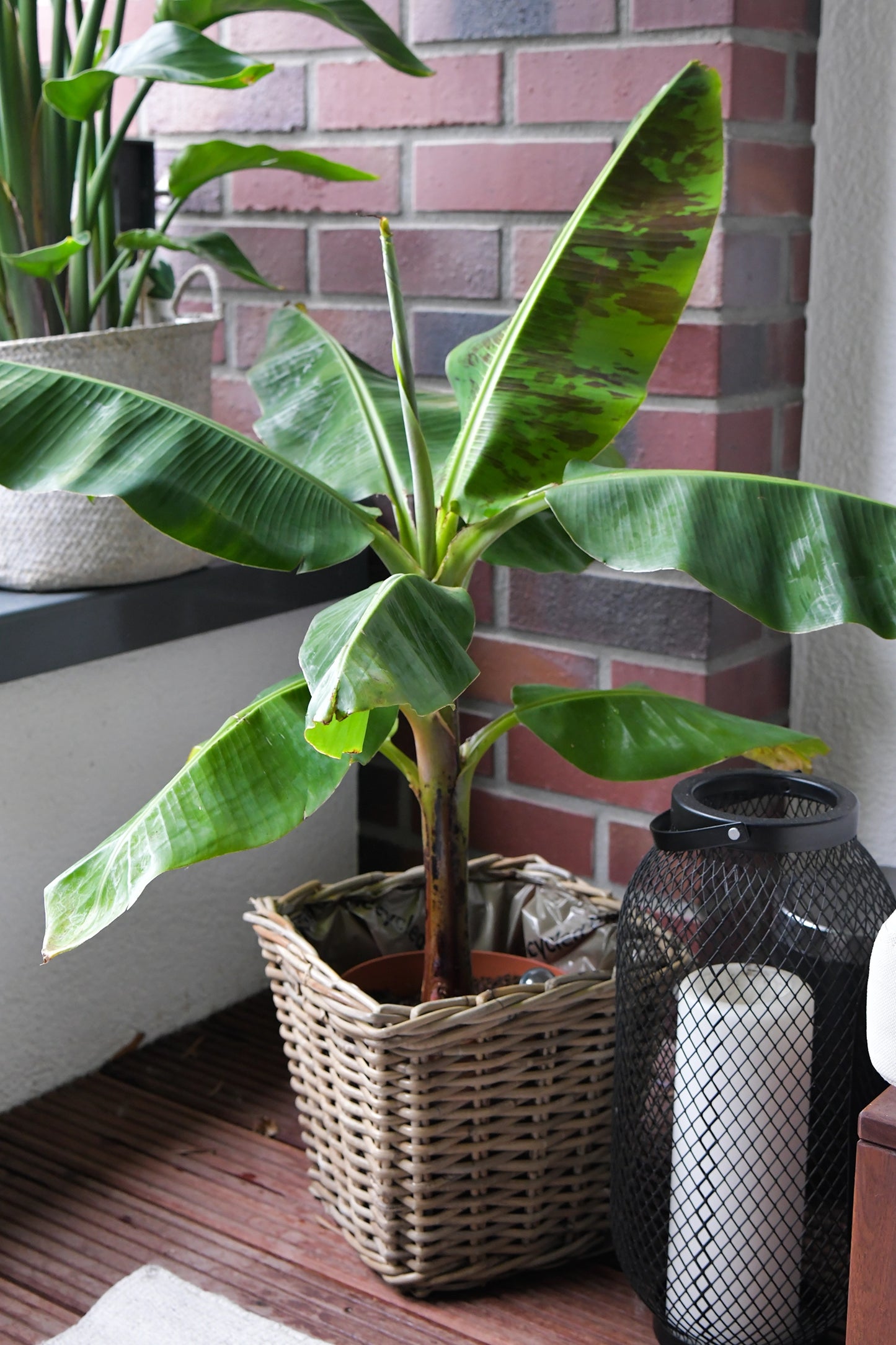 Große Bananenpflanze