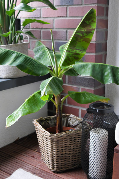 Große Bananenpflanze