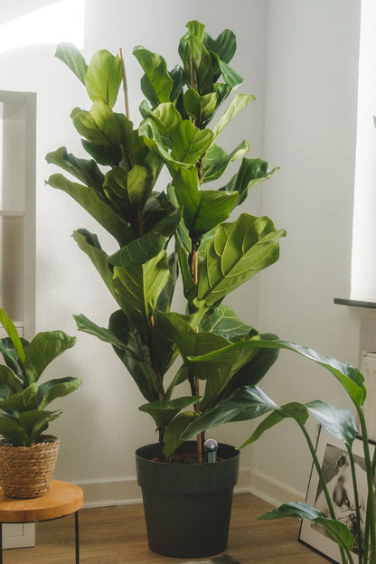 Premium XXL Geigenfeige, 140-150cm