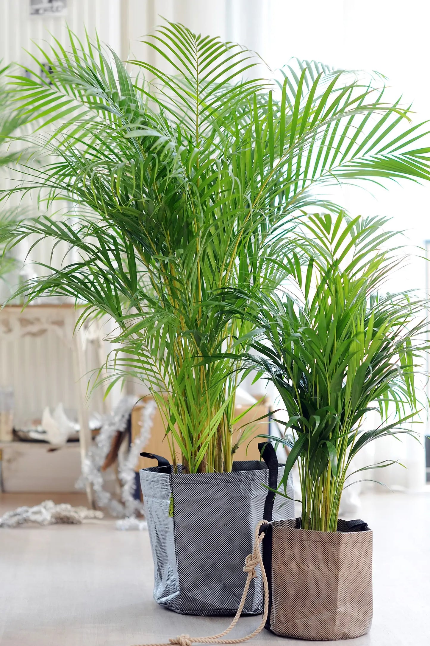 XXL Goldfruchtpalme in hellem Wohnzimmer