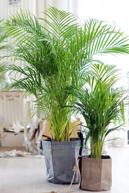 XXL Goldfruchtpalme in hellem Wohnzimmer