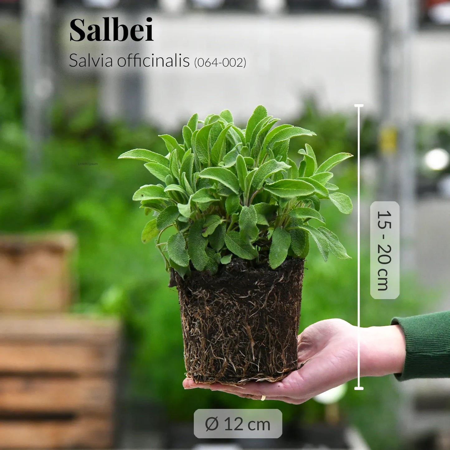 Holzbalkonkasten Set winterharte italienische Kräuter