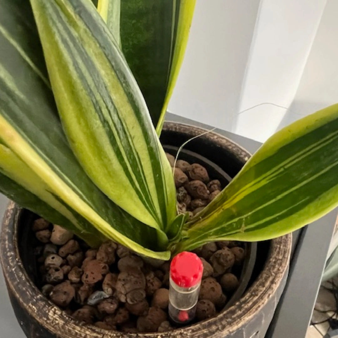 Bogenhanf (Sansevieria) mit aufgeweichten Blattbasen – typisches Anzeichen für Überwässerung.