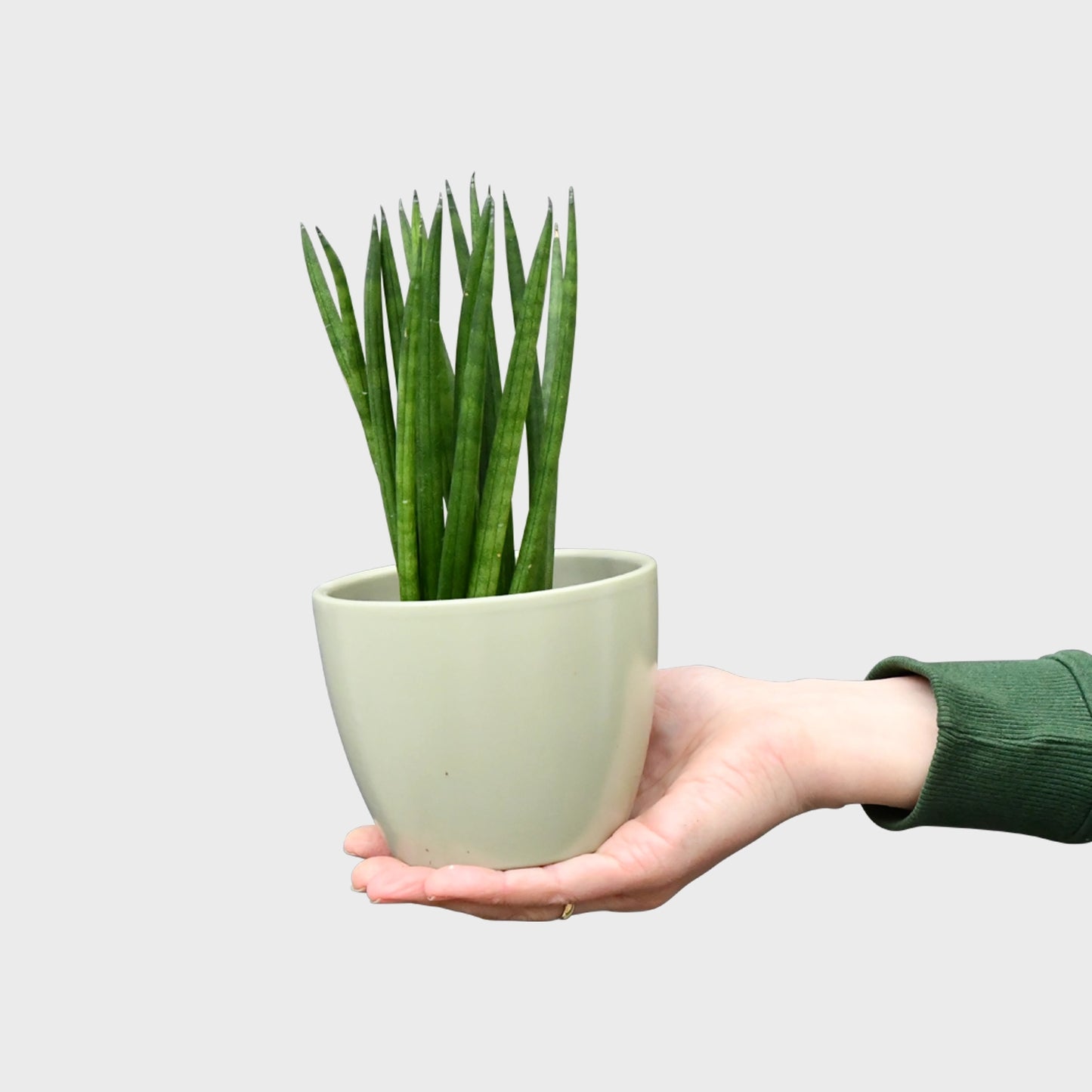 Mix & Match Super Easy Babypflanzen