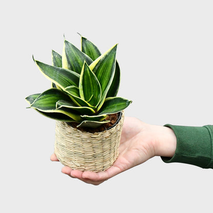 Mix & Match Super Easy Babypflanzen