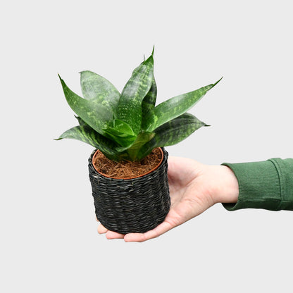 Mix & Match Super Easy Babypflanzen