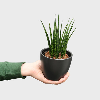 Mix & Match Super Easy Babypflanzen