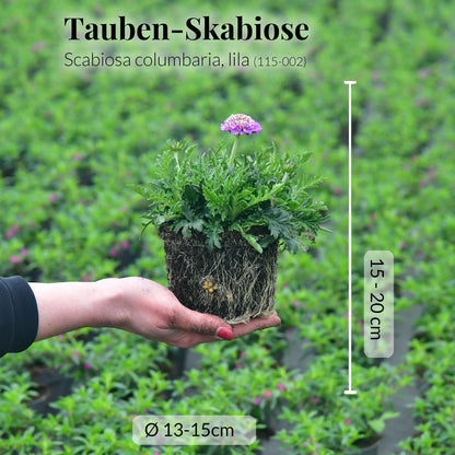 Mix & Match Winterharte und Ungiftige Balkonpflanzen