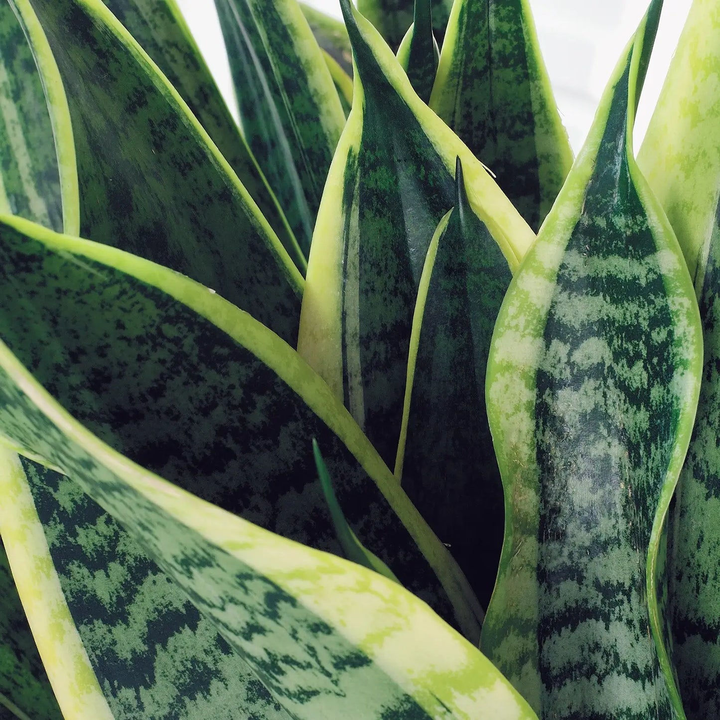 Schwiegermutterzunge Bogenhanf Pflegeleichte Zimmerpflanze Blätter Detail