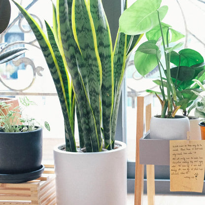 Schwiegermutterzunge Bogenhanf Pflegeleichte Zimmerpflanze am Fenster mit Dekotopf
