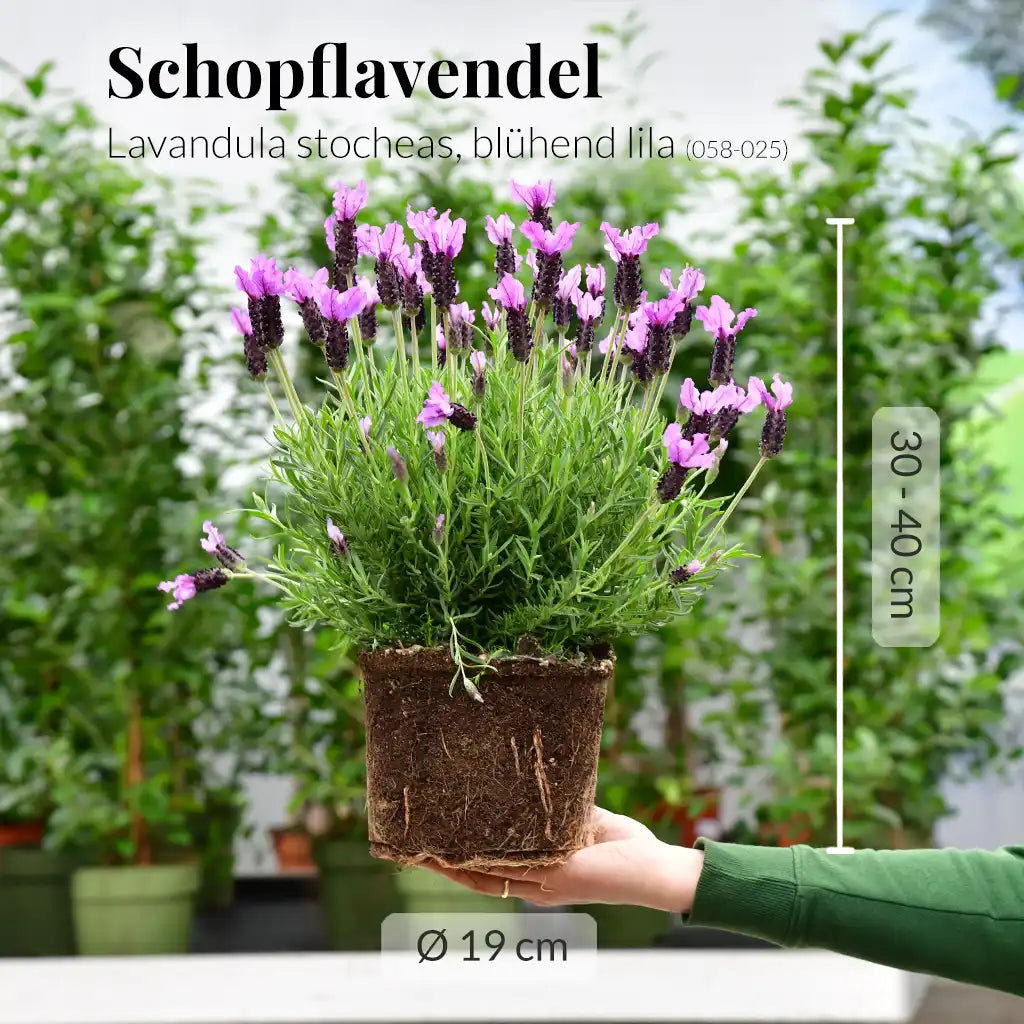 Schopflavendel Busch