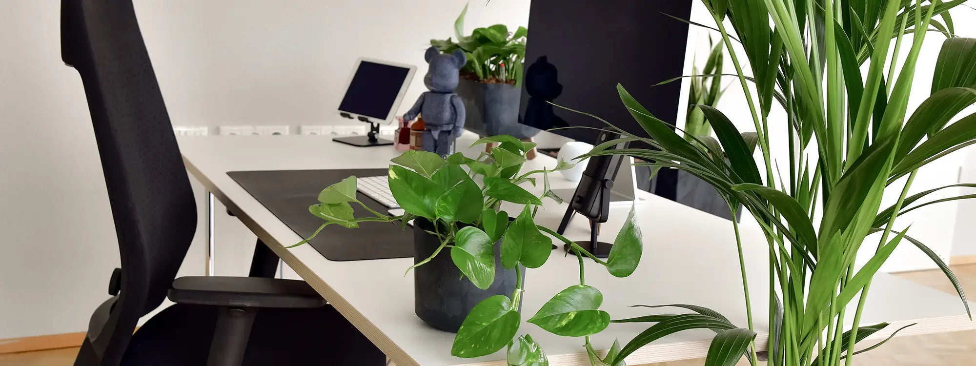 grüner Schreibtisch mit Hydrokulturpflanzen im Büro