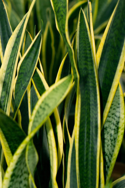 Hydro Kingsize Sansevieria Laurentii, 70-80cm