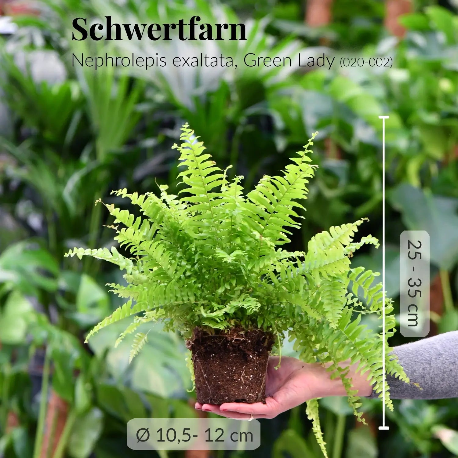 Kräftiger Schwertfarn mit gesunden Wurzeln direkt beim Gärtner