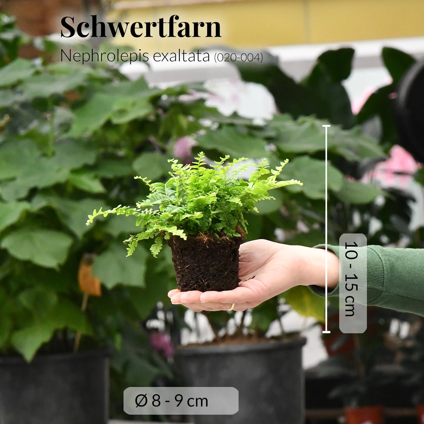 Mix & Match Babypflanzen