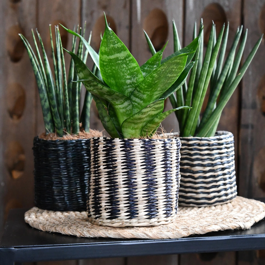 3er Set Seegraskorb Mica 10cm