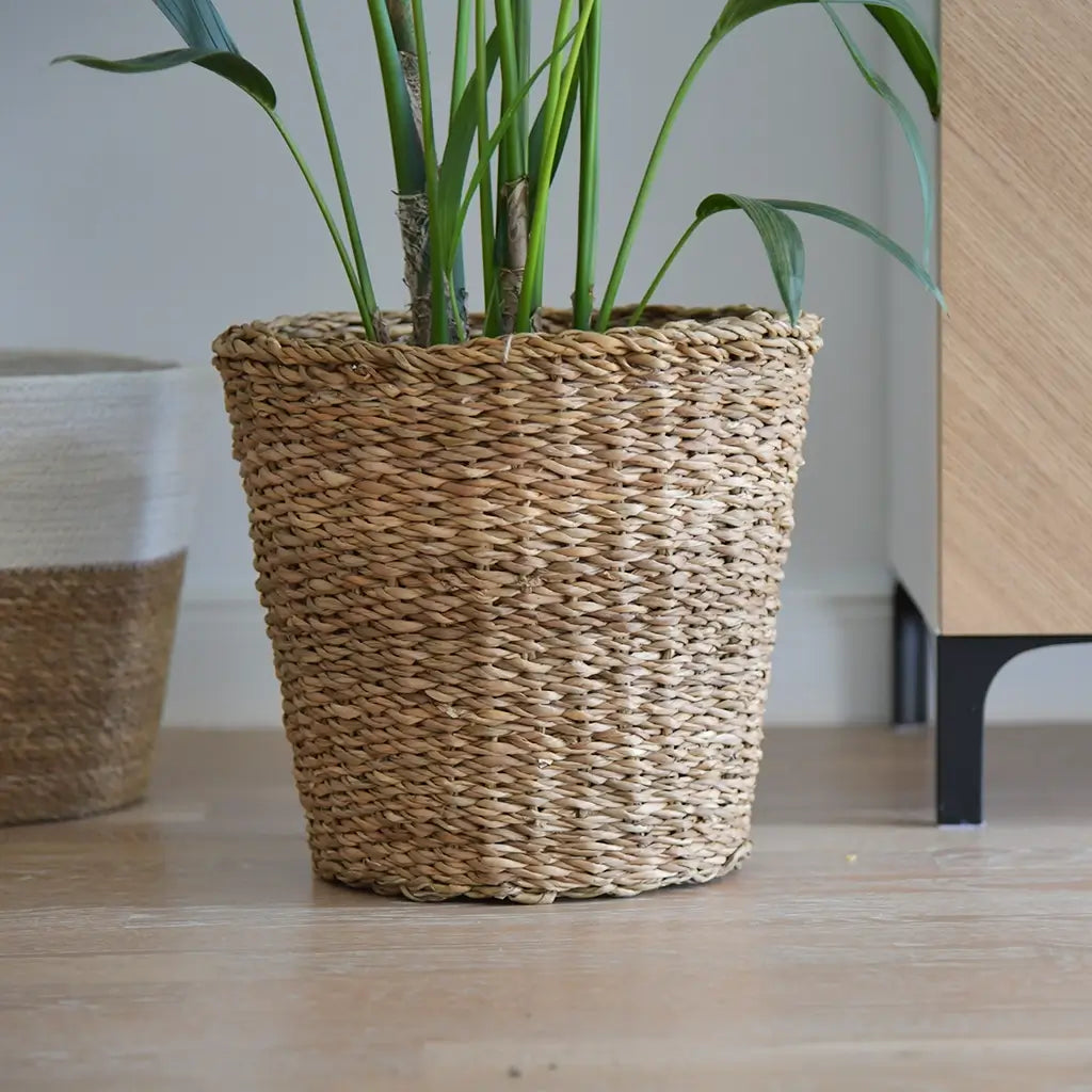 Seegras Korb Übertopf für Kentia Palme in Wohnzimmer