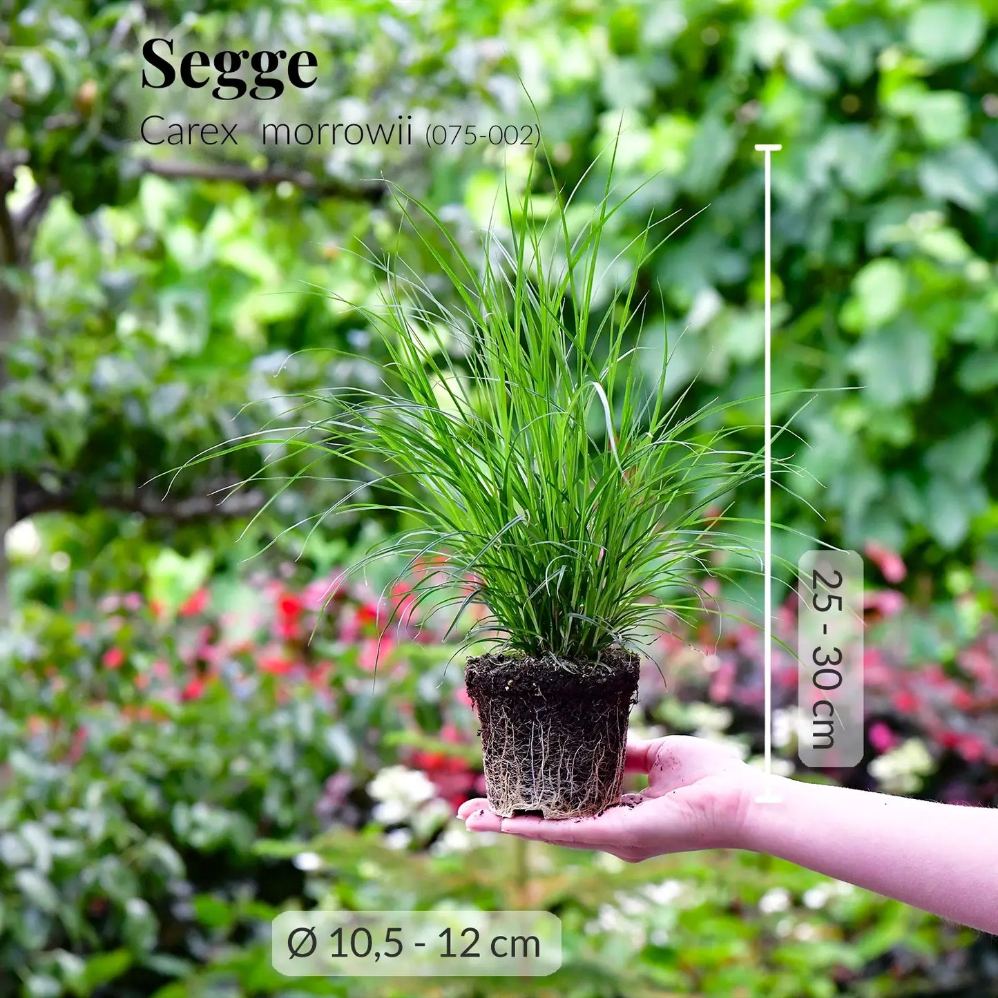 Mix & Match Winterharte und Ungiftige Balkonpflanzen