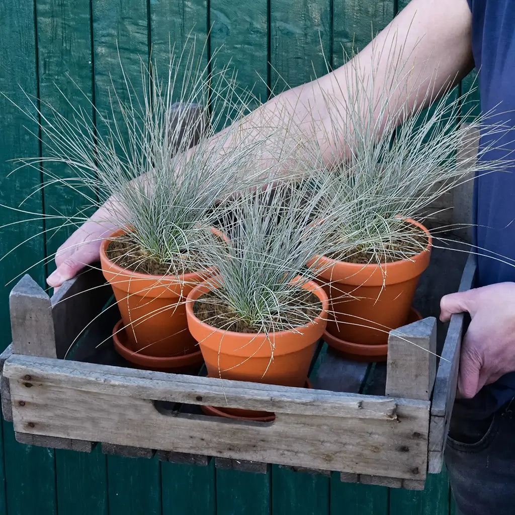 Silbergras in Tontöpfen