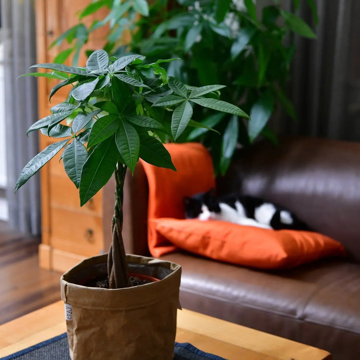 glückskastanie im wohnzimmer mit schlafender katze