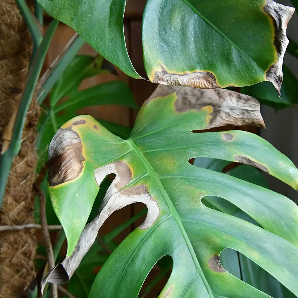 Monstera Blatt mit braunen und gelben Flecken