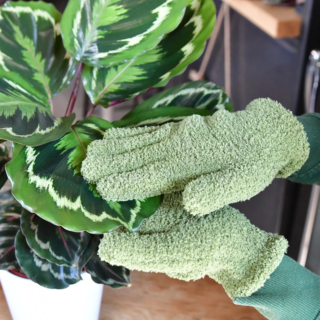 Staub von Blättern auf Zimmerpflanzen entfernen mit Staubhandschuh