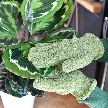 Staub von Blättern auf Zimmerpflanzen entfernen mit Staubhandschuh