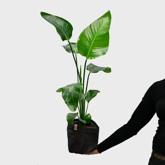 Strelitzia frisch vom Gärtner bestellen