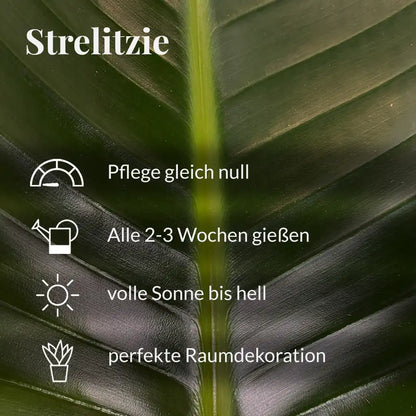Strelitzia