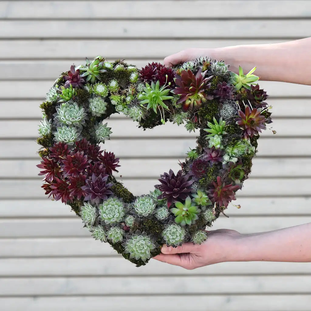 Sukkulentenkranz in Herzform Ø 35cm