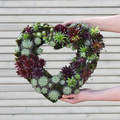 Sukkulentenkranz in Herzform Ø 35cm
