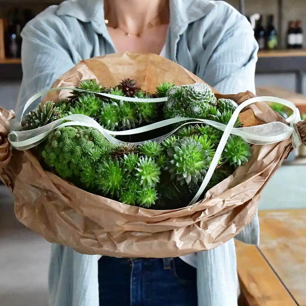 Sukkulentenkranz Ø 35cm