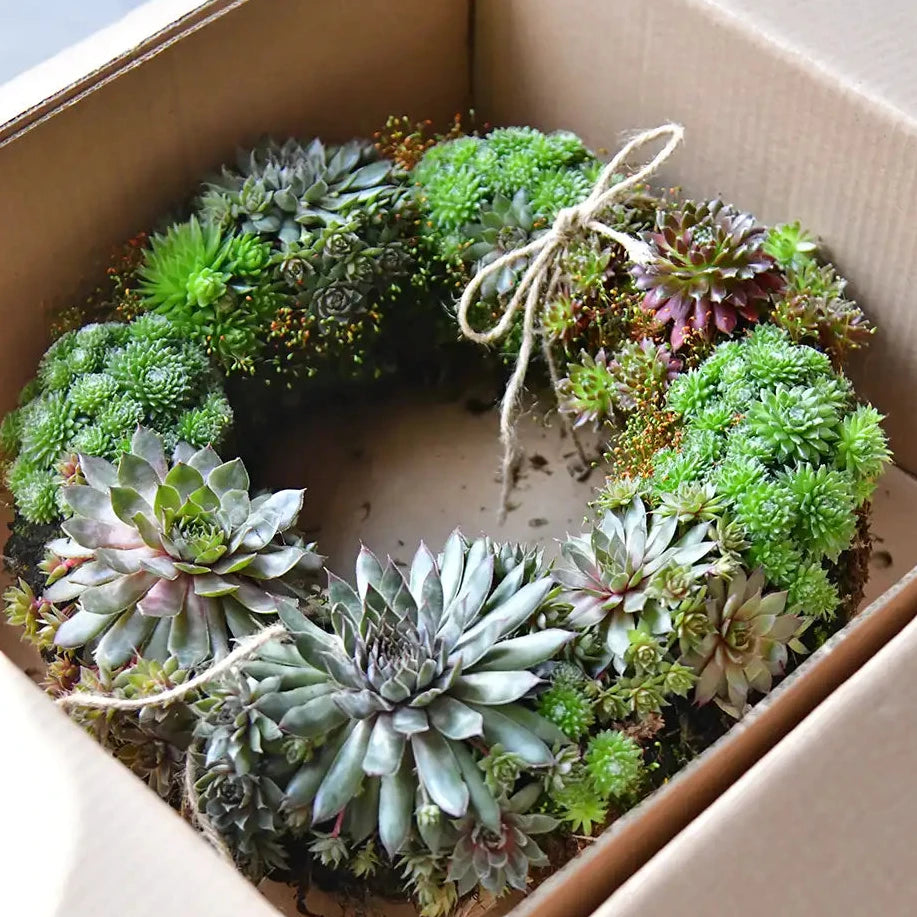 Nachhaltiger Adventskranz in plastikfreier Verpackung