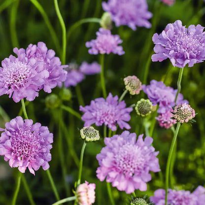 Mix & Match Winterharte und Ungiftige Balkonpflanzen