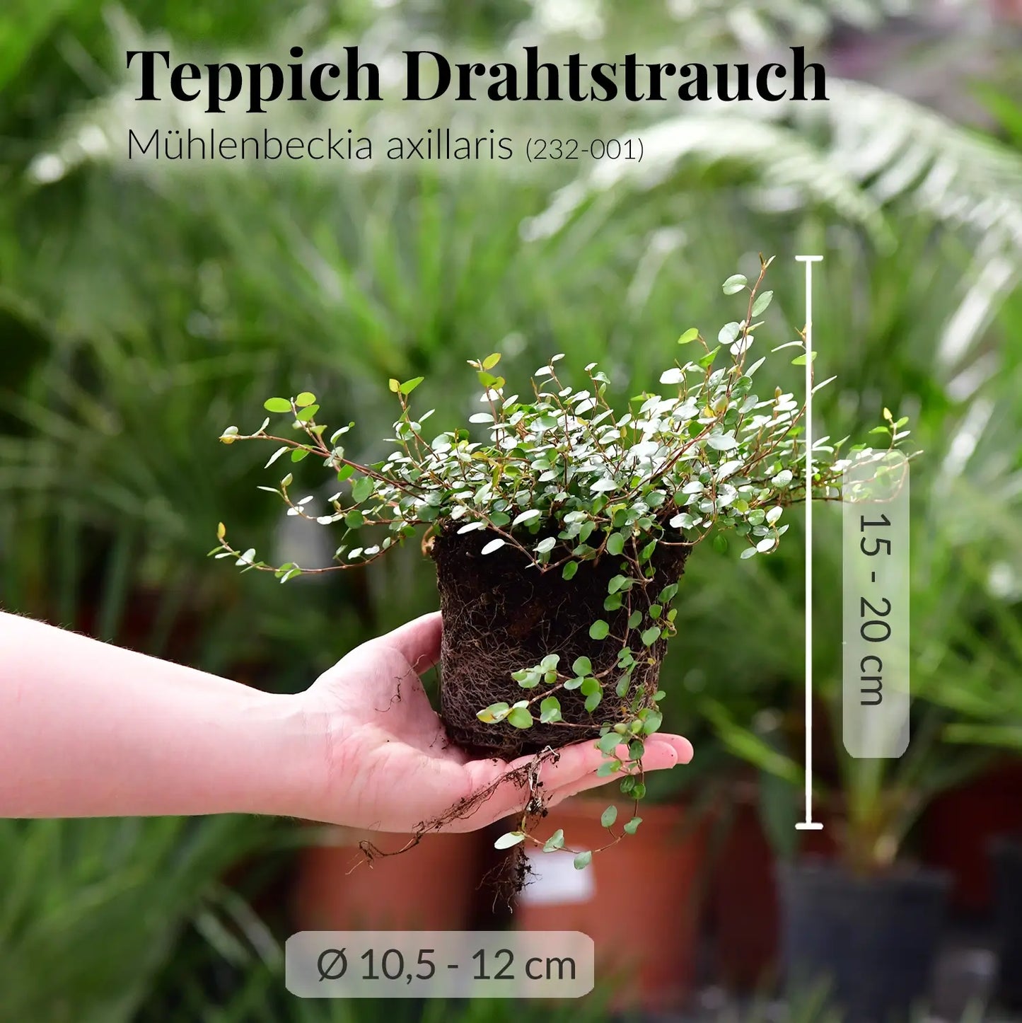 Mix & Match Winterharte und Ungiftige Balkonpflanzen