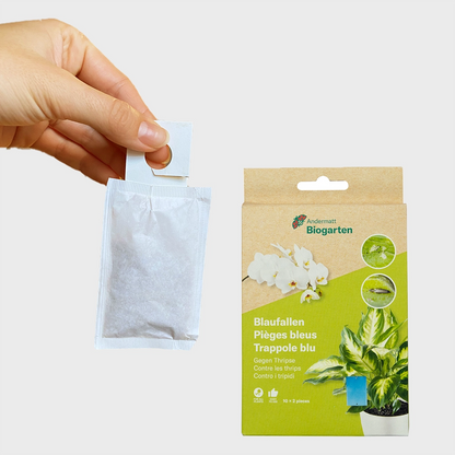 Thripse Adé: Raubmilben und Blautafeln gegen Thripse