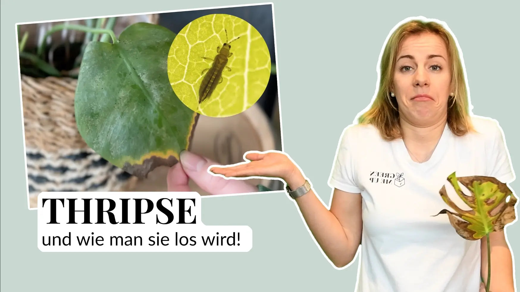 Video laden: Thripse-Schädling-Zimmerpflanzen-loswerden