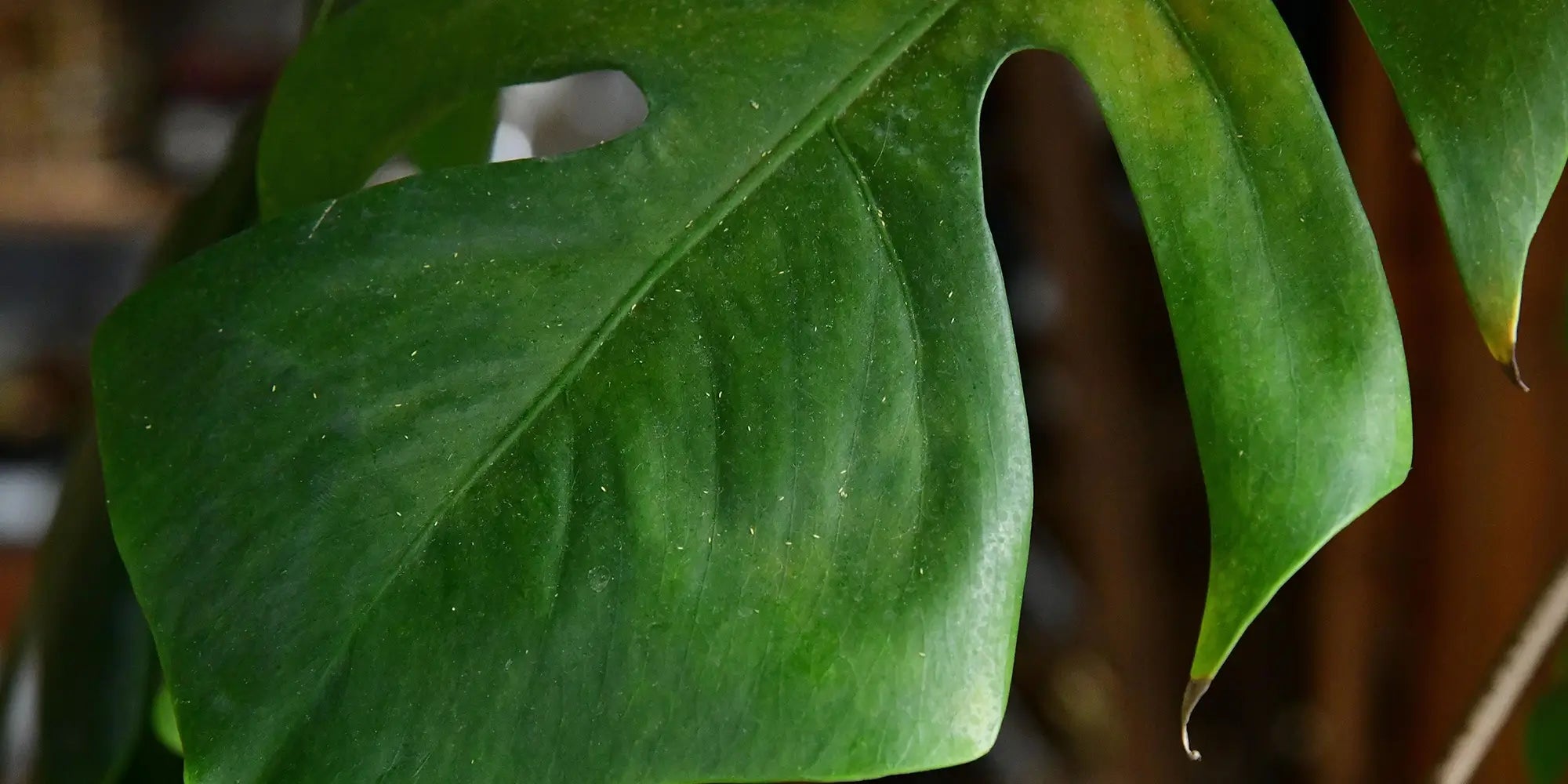 Monstera Blatt mit Thripse Schädlingsbefall