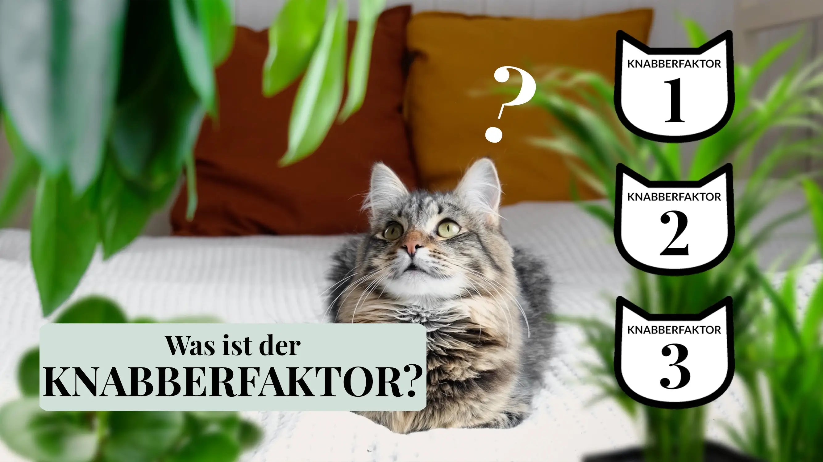 Video laden: Video zum Knabberfaktor von Zimmerpflanzen