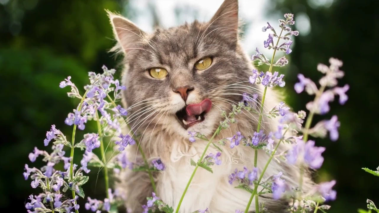 Video laden: Futterpflanzen für Katzen