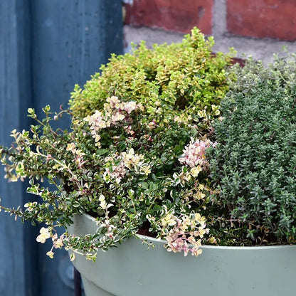 Verschiedene Arten Thymian im Loft Kübel eingepflanzt