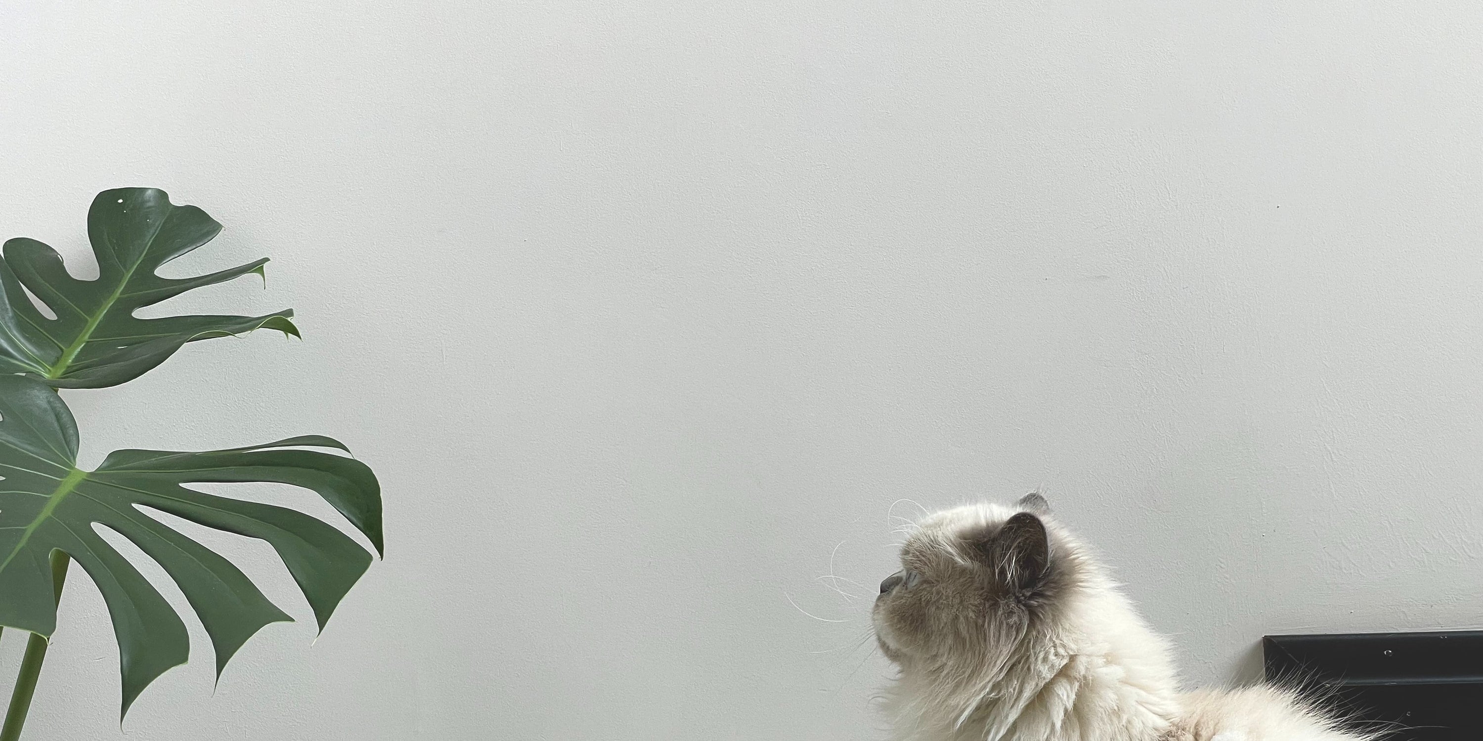 Katzenfreundliche und ungiftige Pflanzen 