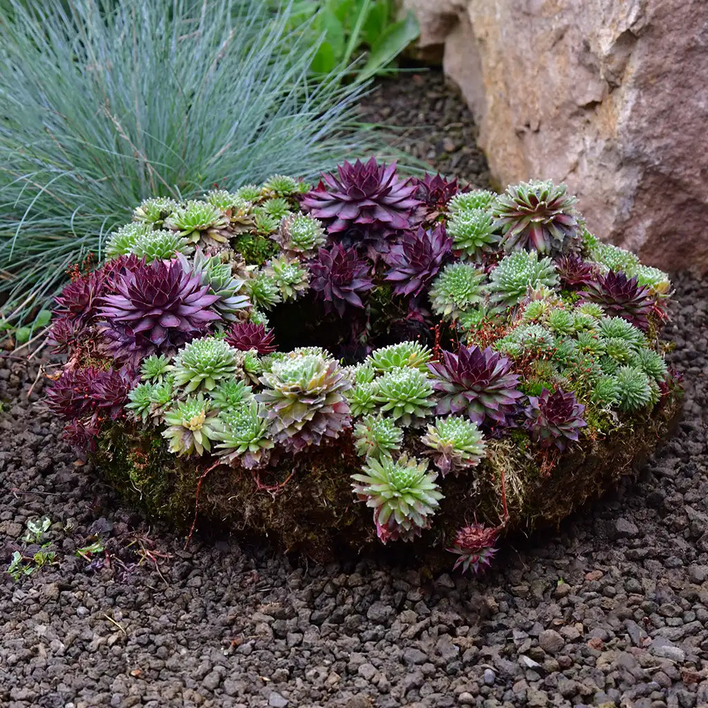 Trauerkranz optional mit Schleife Ø 35cm