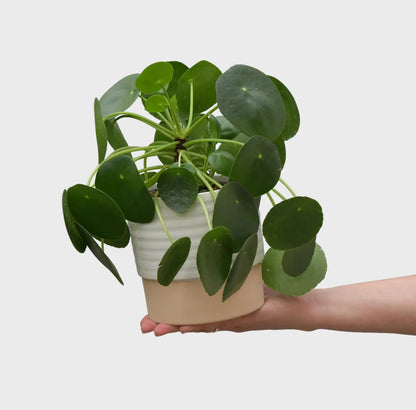 Pilea