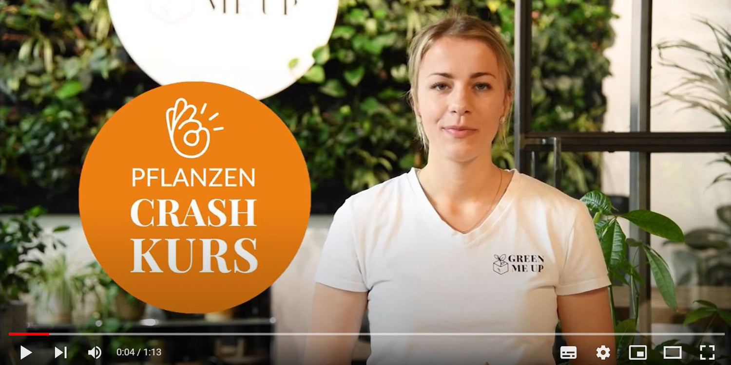 Pflanze-Crash-Kurs Lektion 1 5 To Dos nach der Ankunft