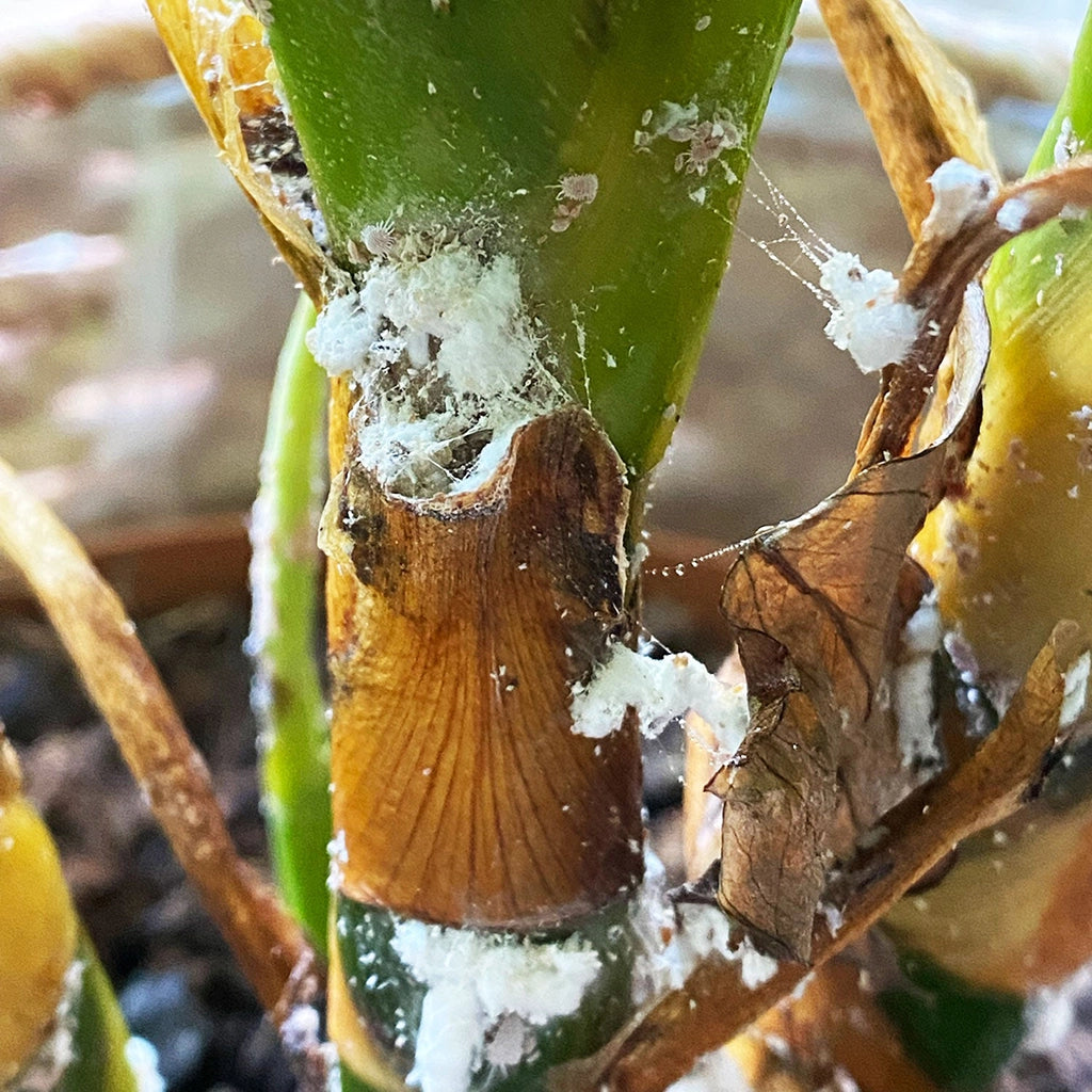 Pflanze Blattachse befallen mit Schädling Wolllaus