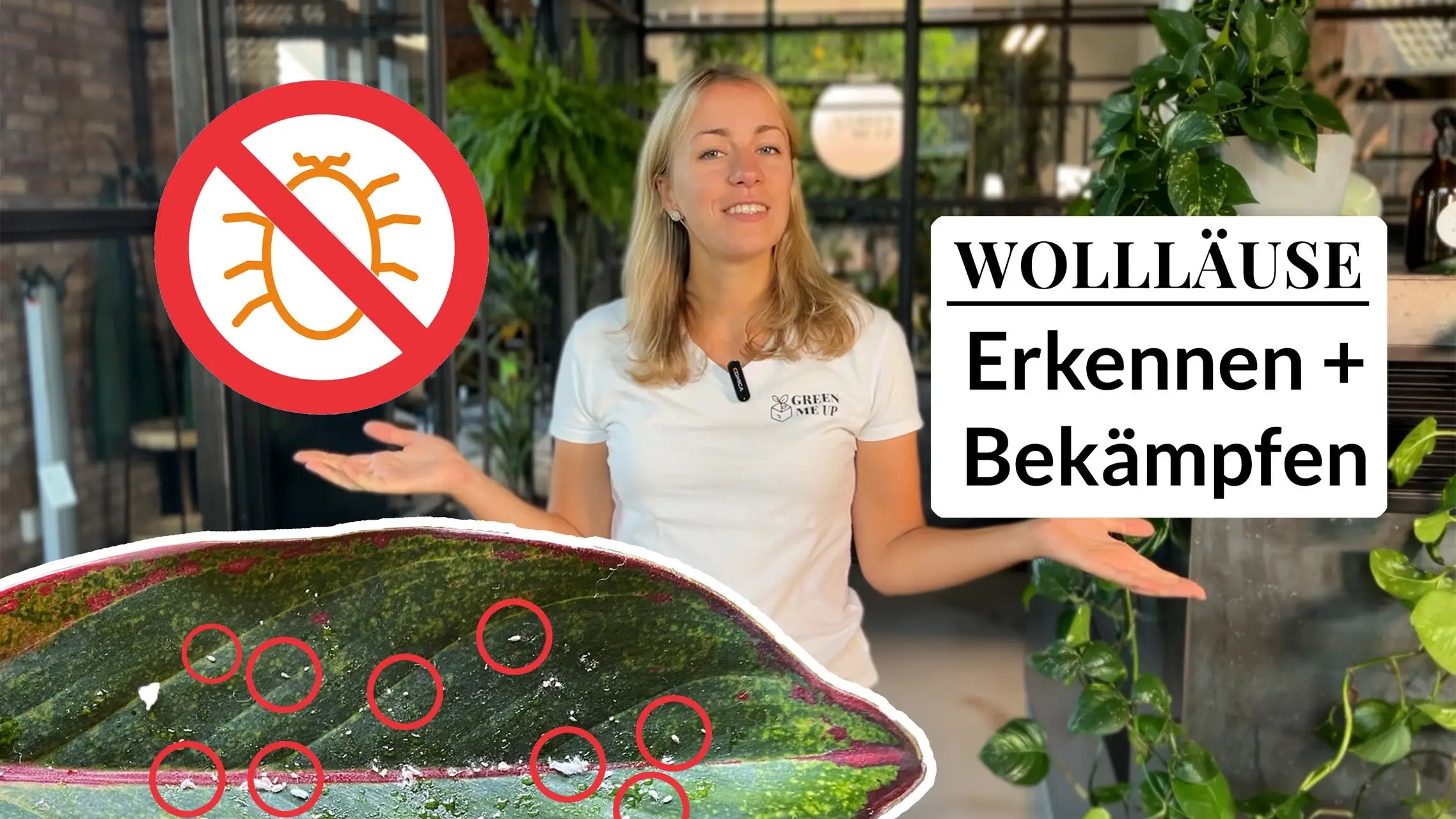 Video laden: Video zum Thema Wollläuse bekämpfen
