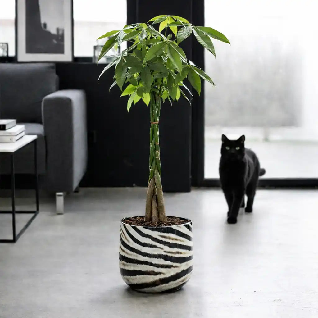 tierfreundliche große Glückskastanie im modernen Übertopf mit Zebramuster auf dem Boden