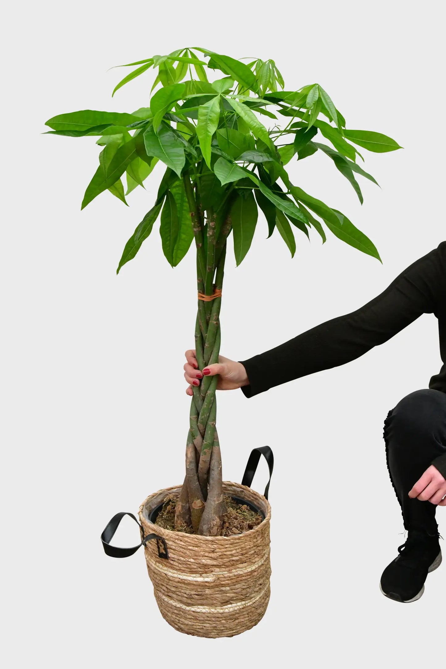 XXL Glückskastanie 150-160cm